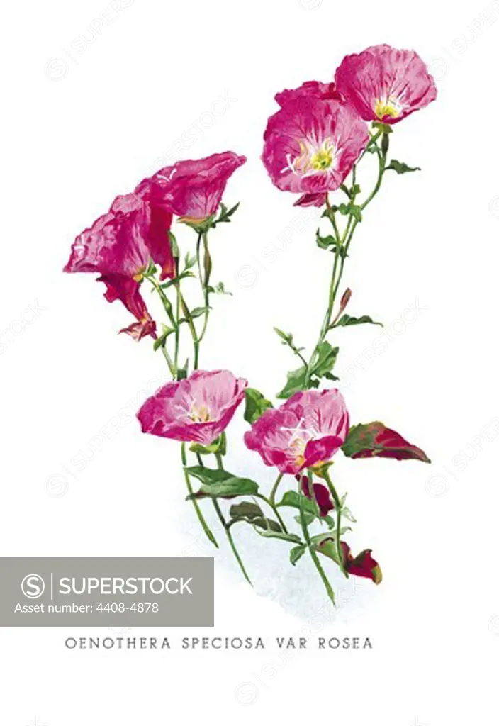 Oenothera Speciosa Var Rosea, Flowers & Plants