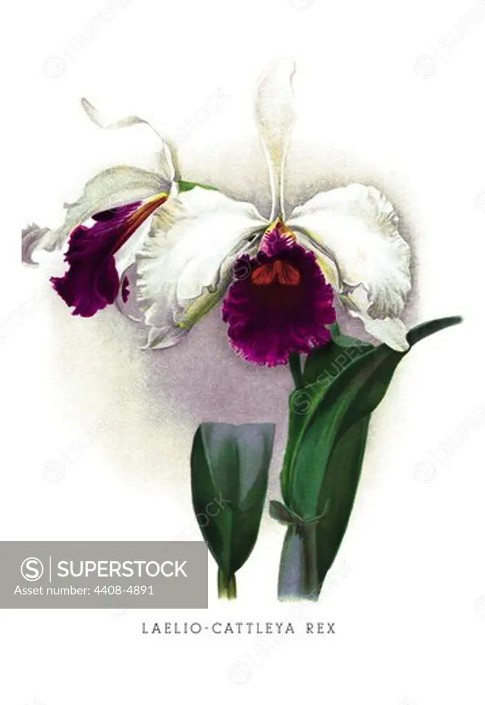 Laelio-Cattleya Rex, Flowers & Plants