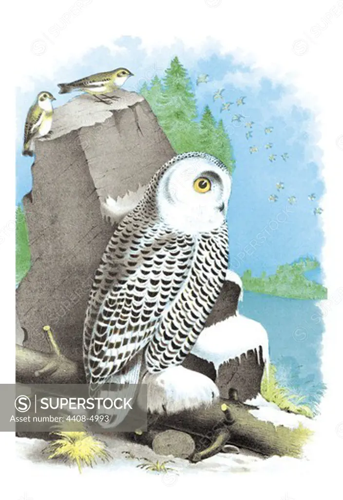 Snow Owl, Birds - Birds of Prey