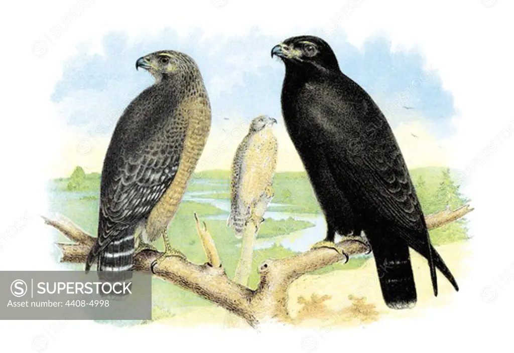 Red Shouldered Hawk or Buzzard, American Rough-Legged Hawk, Birds - Birds of Prey