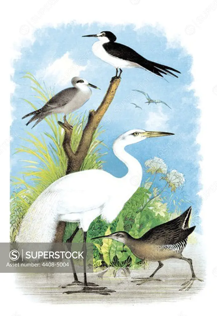 Great White Egret (White Heron), Birds - Birds of Prey