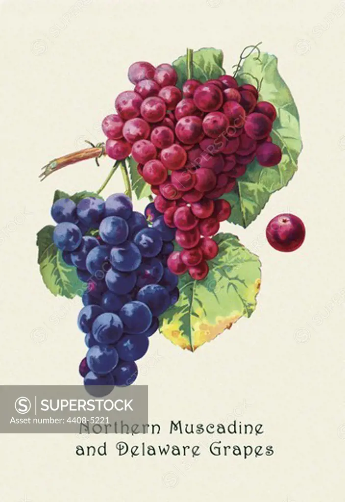 Northern Muscadine and Delaware Grapes, Fruits & Vegetables