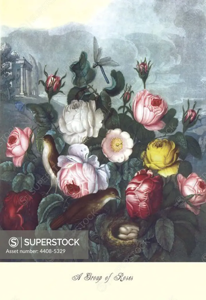 Roses - Temple of Flora, Floral Boquet
