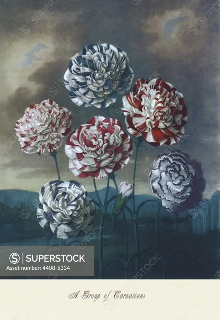 Group of Carnations, Floral Boquet