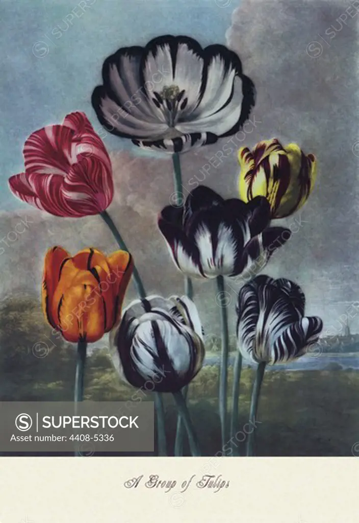 Group of Tulips, Floral Boquet