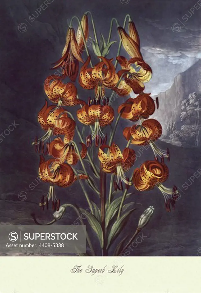 Superb Lily, Floral Boquet