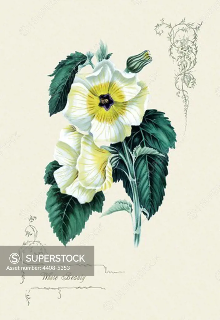 White Beauty, Floral Boquet