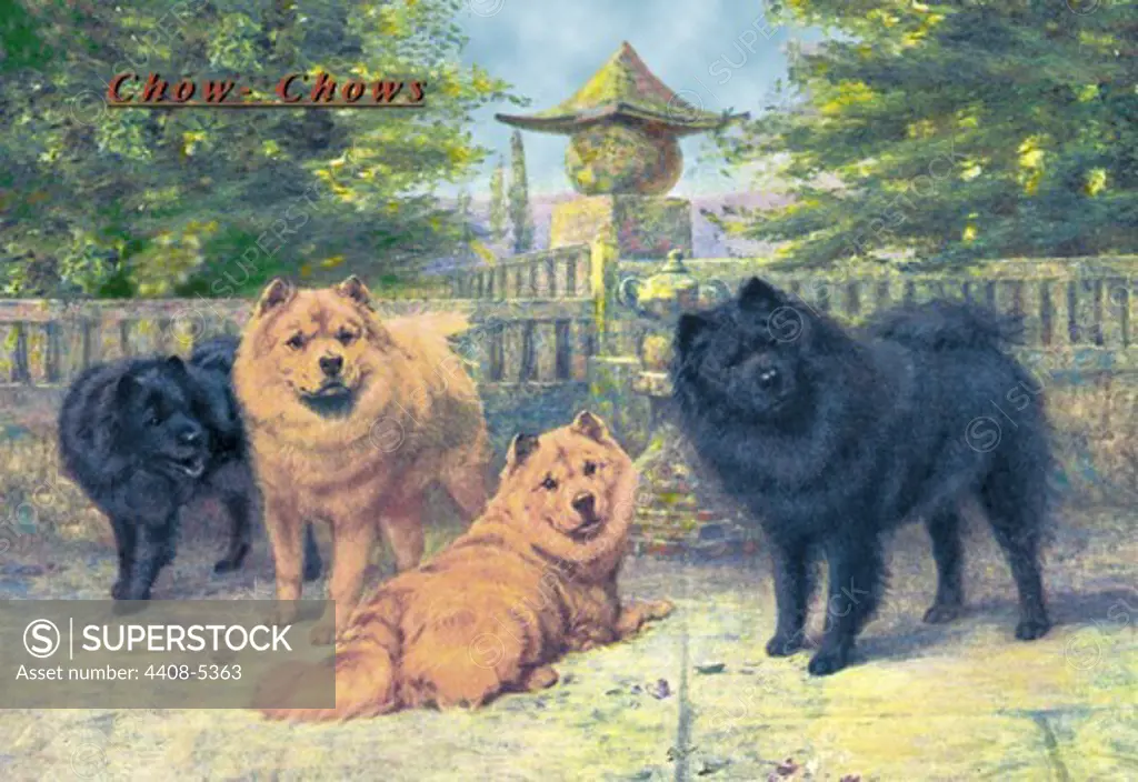 Four Champion Chow-Chows, Dogs