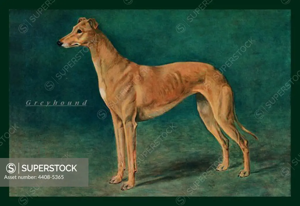 Coursing Greyhound, Dogs