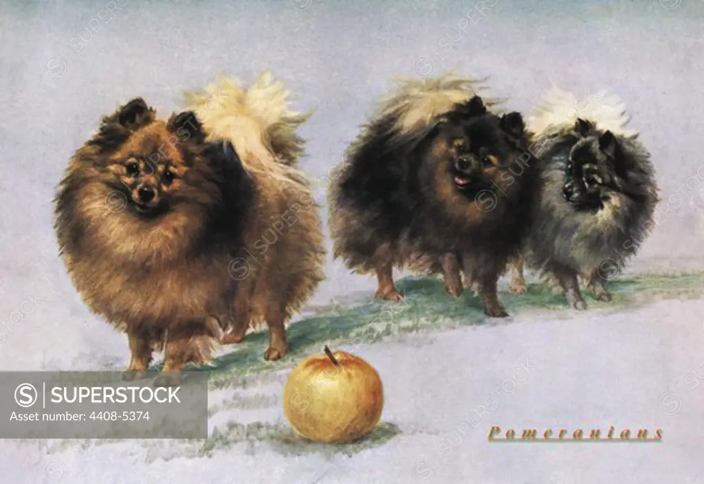 Three of Mrs. Hall Walker's Champion Pomeranians, Dogs
