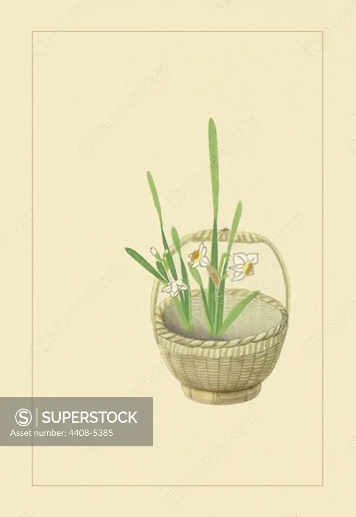 Narcissus, Ikebana