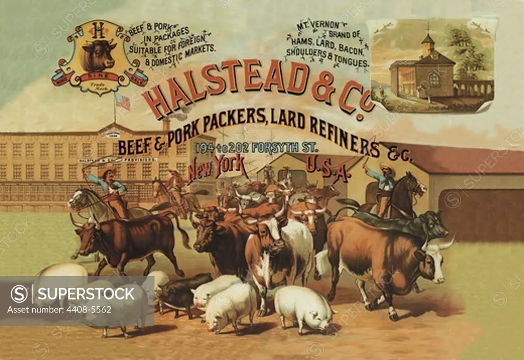 Halstead and Company Beef and Pork Packers, Pigs, Bacon, Ham & Hogs