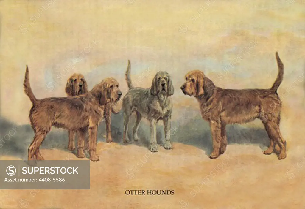 Otter Hounds, Dogs