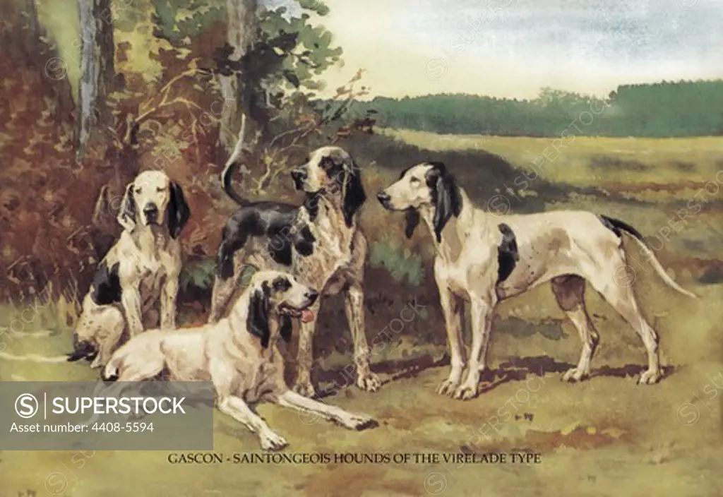 Gascon-Saintongeois Hounds of the Virelade Type, Dogs