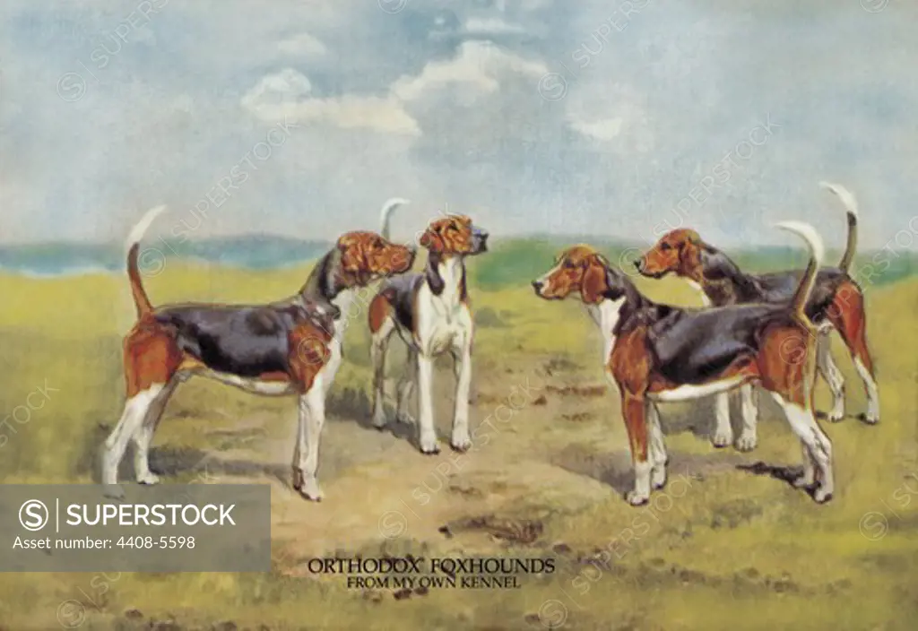 Orthodox Foxhounds, Dogs