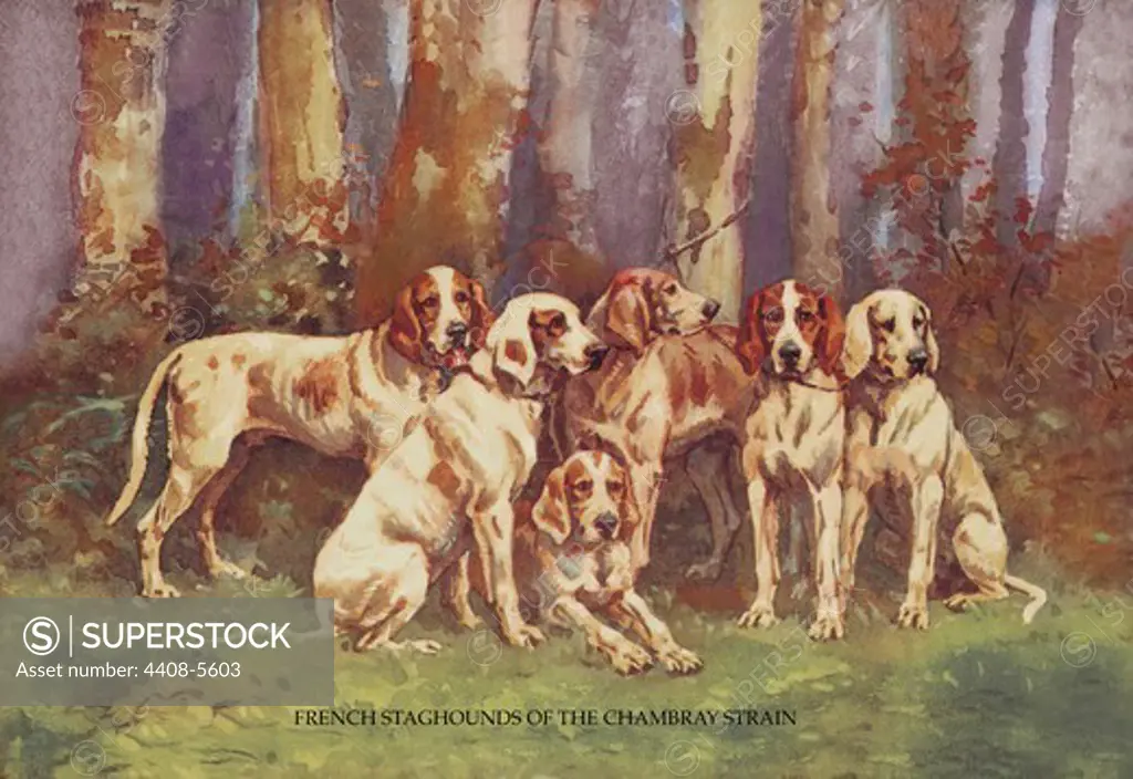 French Staghounds of the Chambray Strain, Dogs