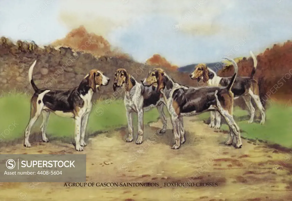 Group of Gascon-Saintongeois Foxhound Crosses, Dogs