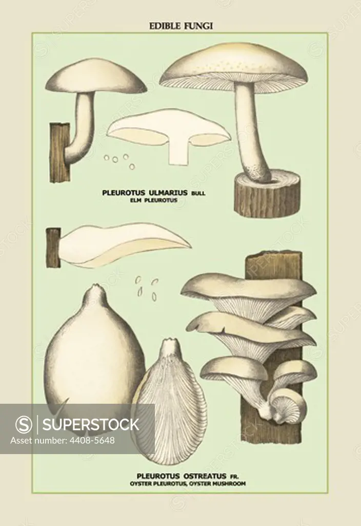 Oyster Mushroom, Mushrooms & Funghi
