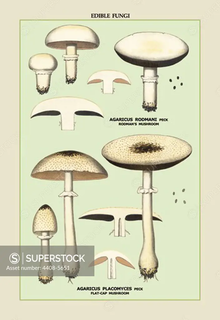 Edible Fungi: Flat-Cap Mushroom, Mushrooms & Funghi