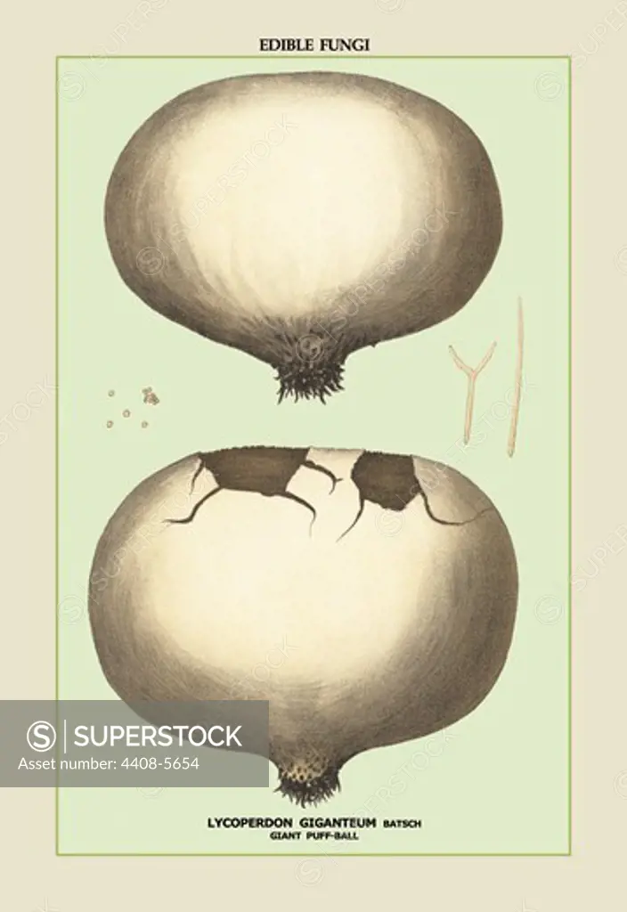 Edible Fungi: Giant Puff-Ball, Mushrooms & Funghi