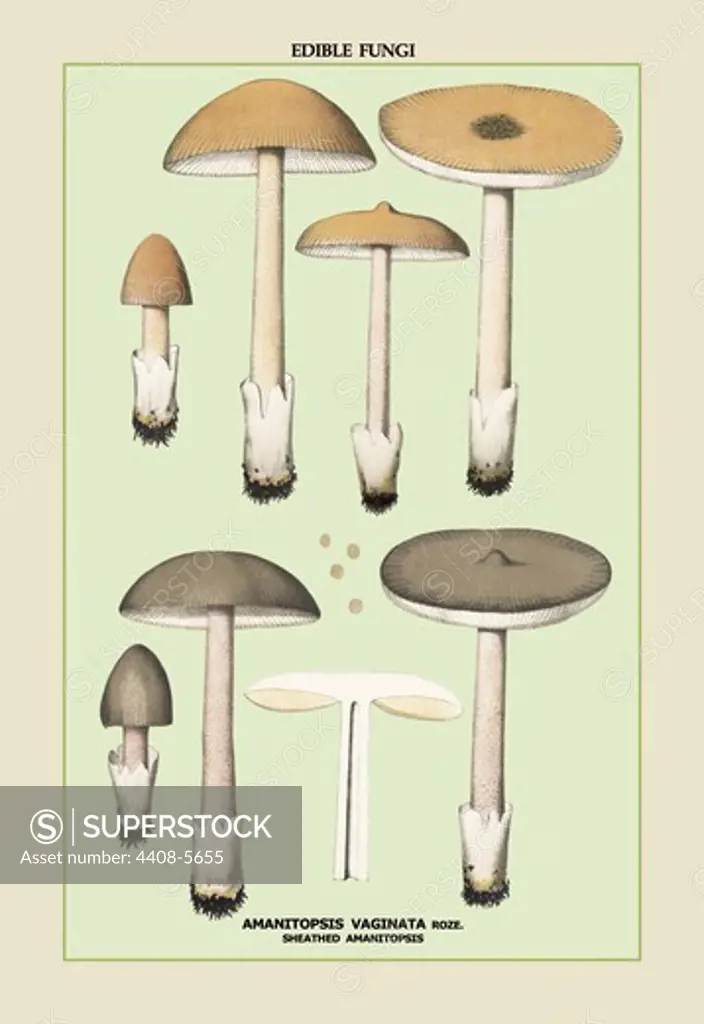 Edible Fungi: Sheathed Amanitopsis, Mushrooms & Funghi