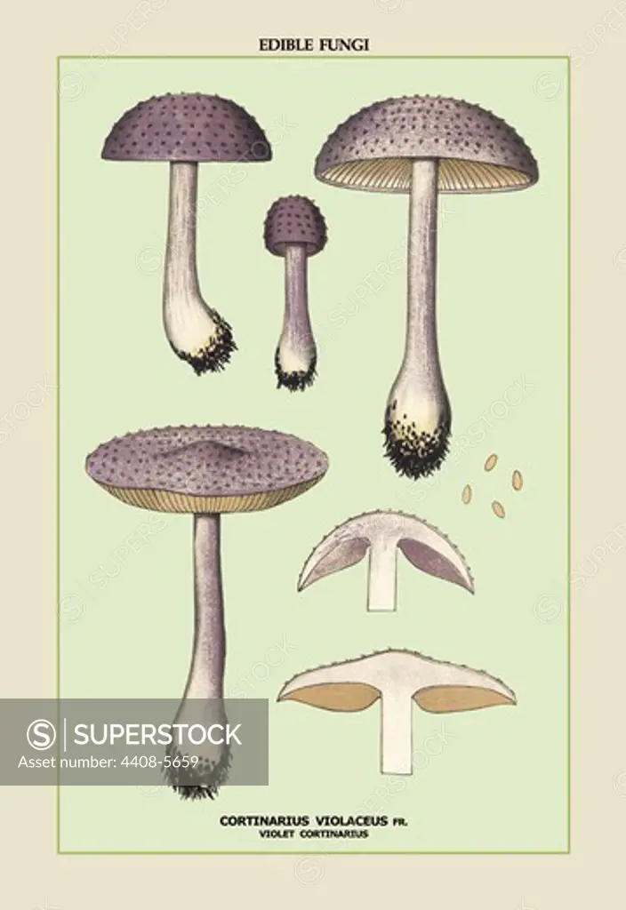 Edible Fungi: Violet Cortinarius, Mushrooms & Funghi