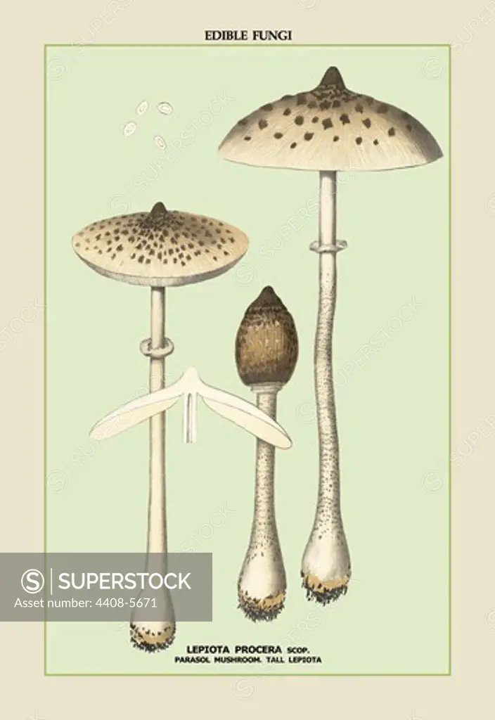 Edible Fungi: Parasol Mushroom, Mushrooms & Funghi