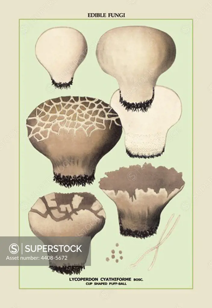 Edible Fungi: Cup Shaped Puff-Ball, Mushrooms & Funghi