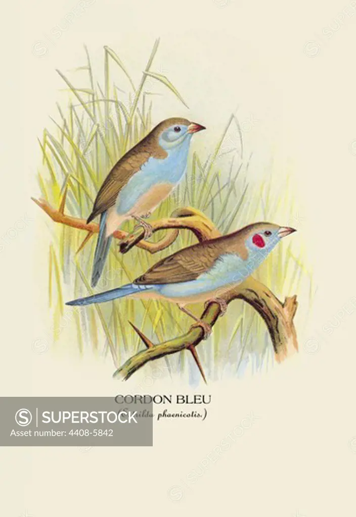 Cordon Bleu, Birds - Finches