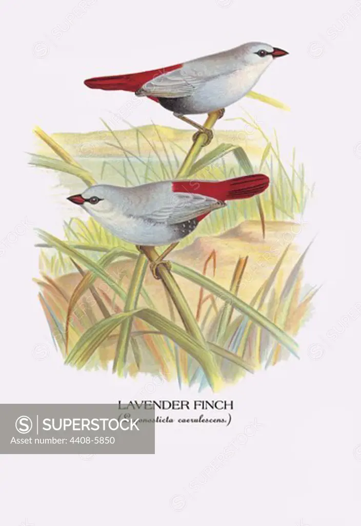 Lavender Finch, Birds - Finches