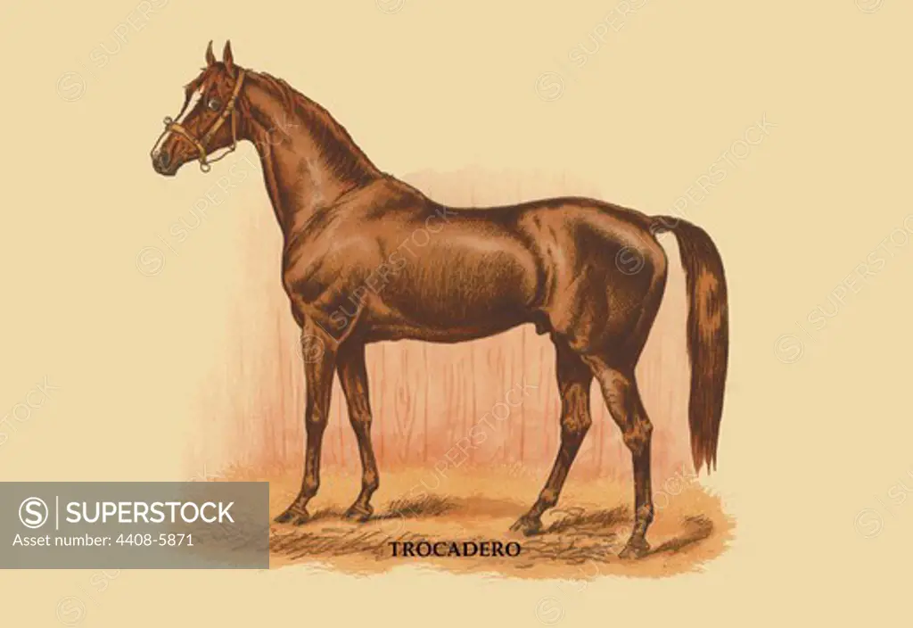 Trocadero, Horses - Riding & Racing