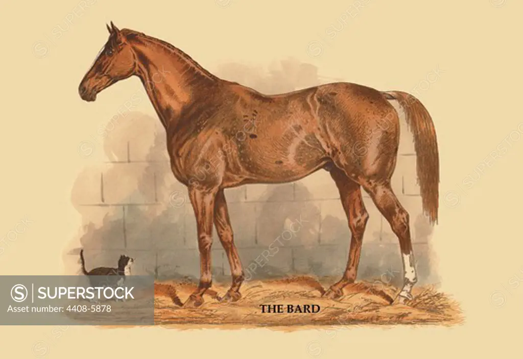 Bard, Horses - Riding & Racing