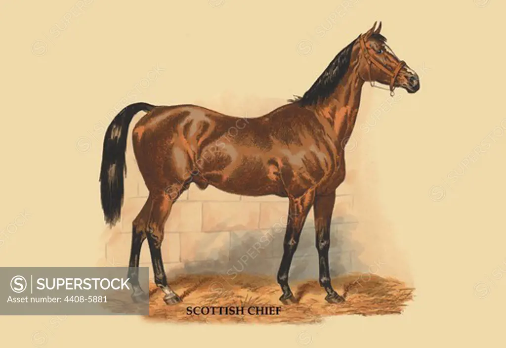 Scottish Chief, Horses - Riding & Racing