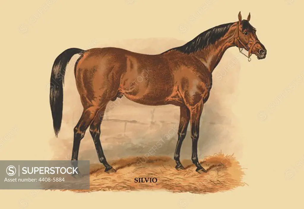 Silvio, Horses - Riding & Racing