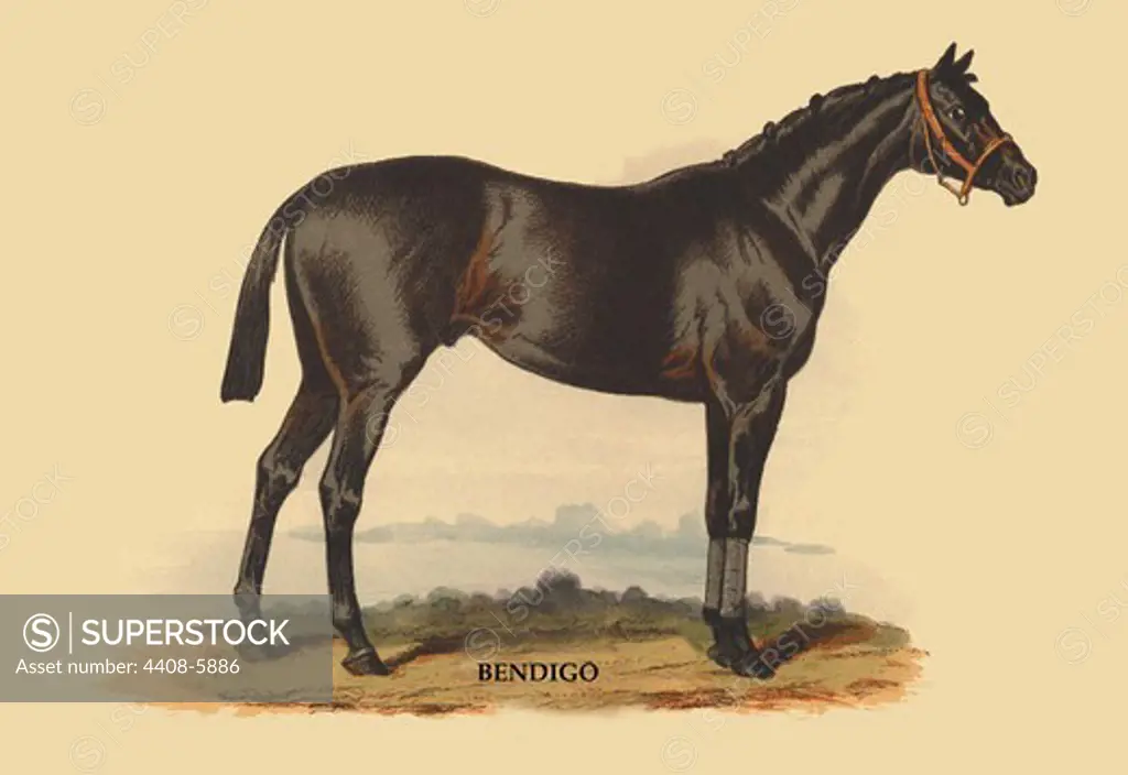 Bendigo, Horses - Riding & Racing