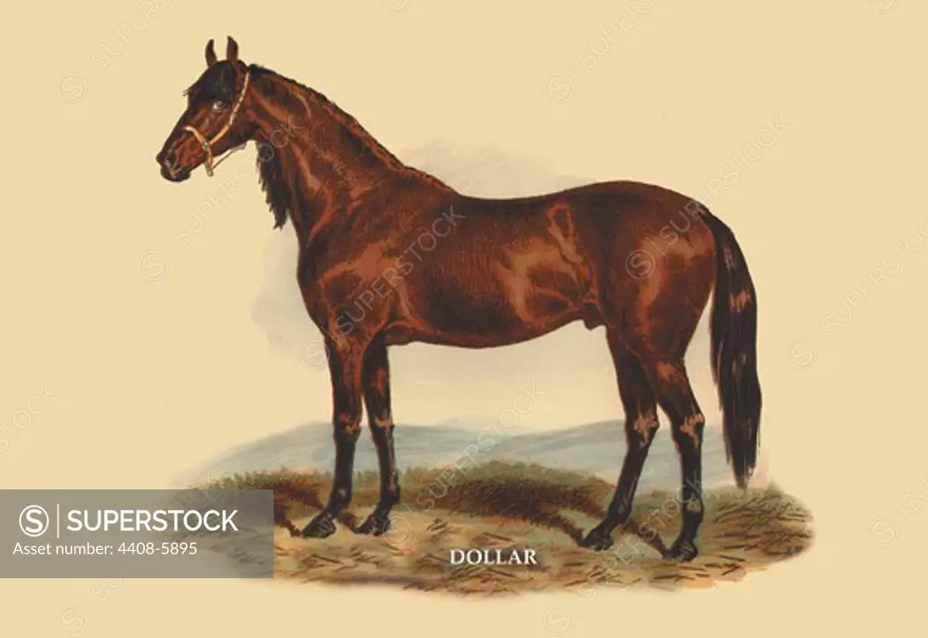 Dollar, Horses - Riding & Racing