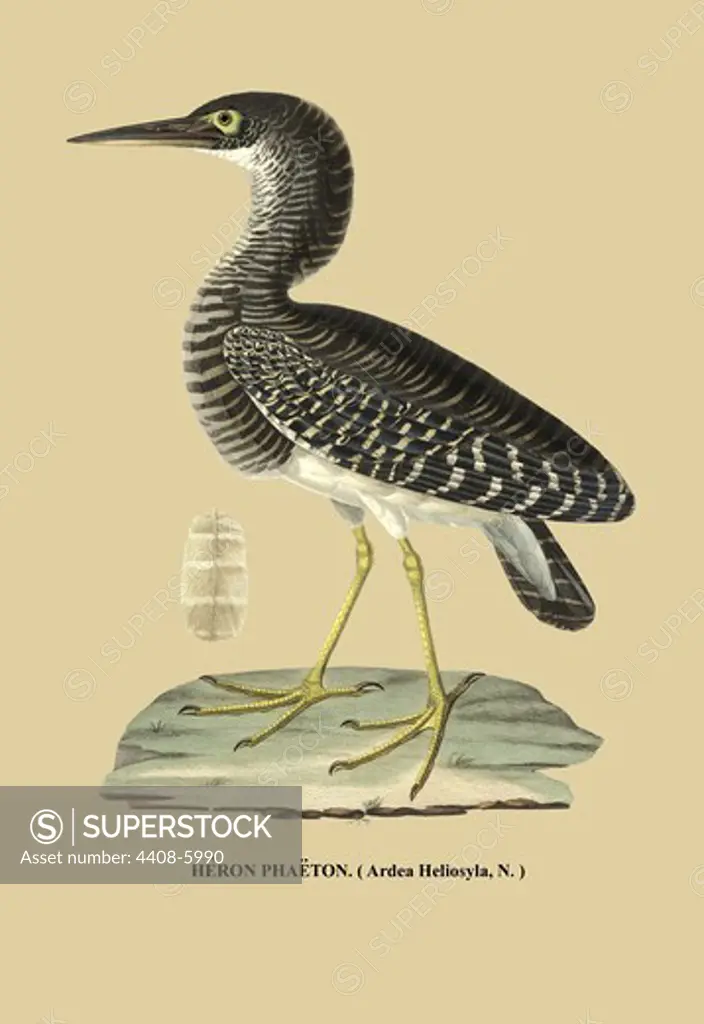 Heron Phaeton, Naturalist Illustration