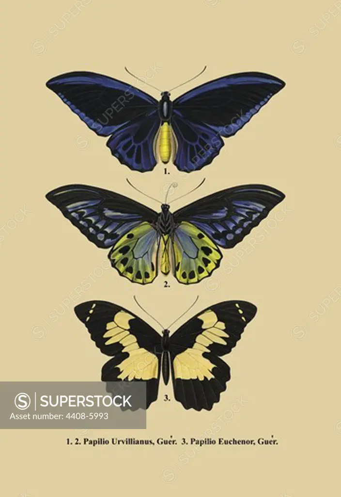 Papilio Urvillianus, Guer, Naturalist Illustration