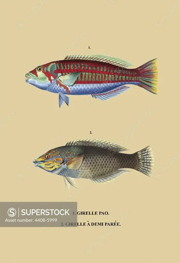 Girelle Pao et al., Naturalist Illustration