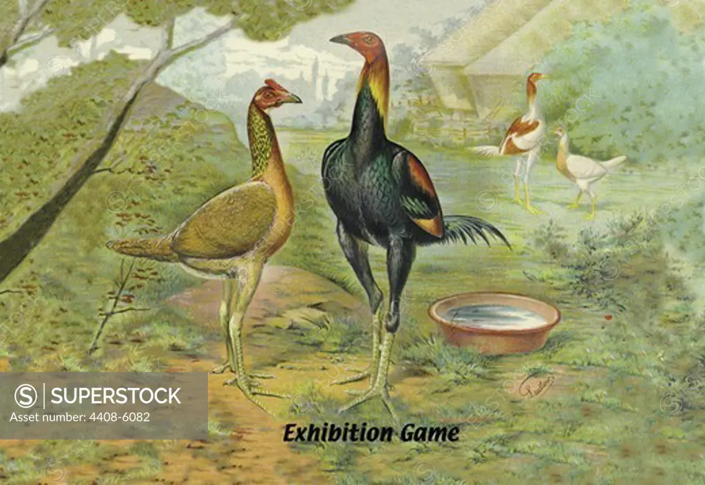 Exhibition Game, Birds - Chickens