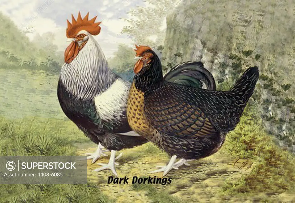 Dark Dorkings, Birds - Chickens