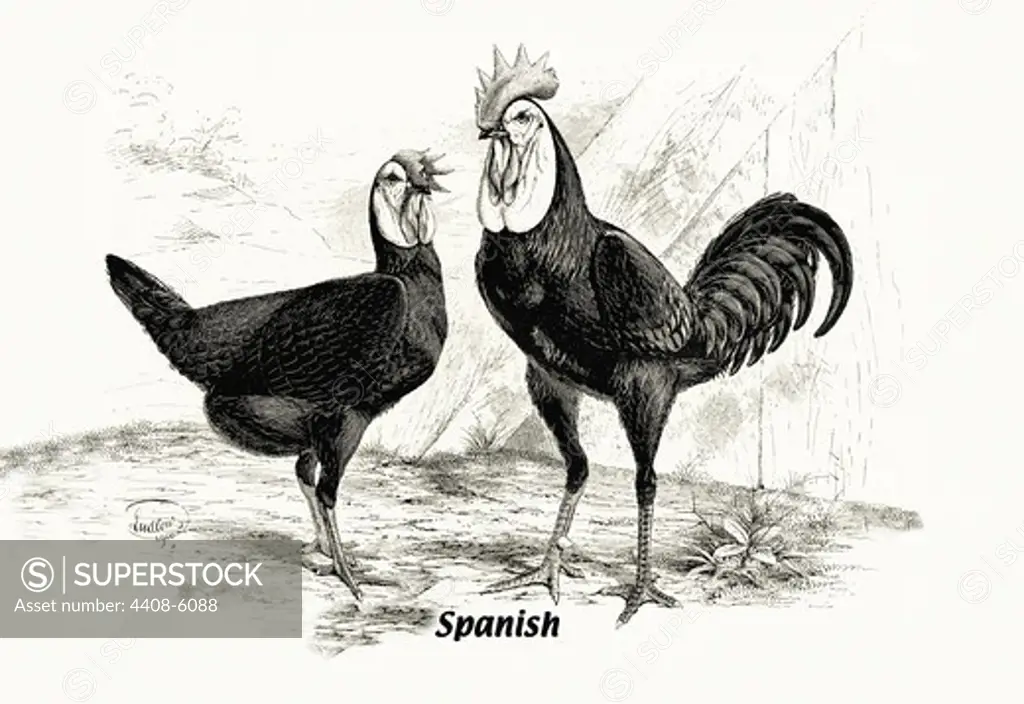 Spanish (Chickens), Birds - Chickens