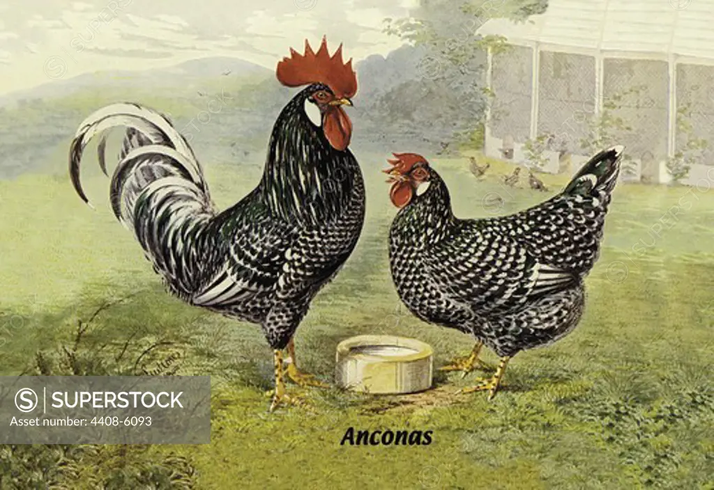 Anconas (Chickens), Birds - Chickens
