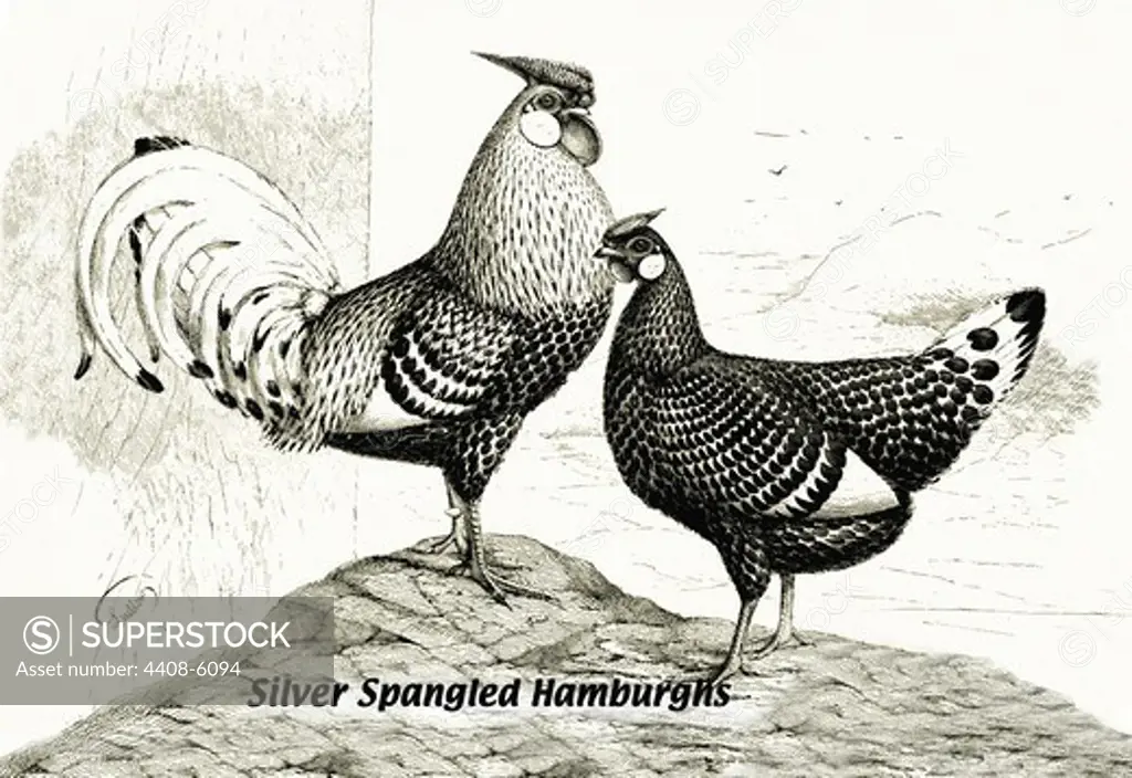 Silver Spangled Hamburghs, Birds - Chickens