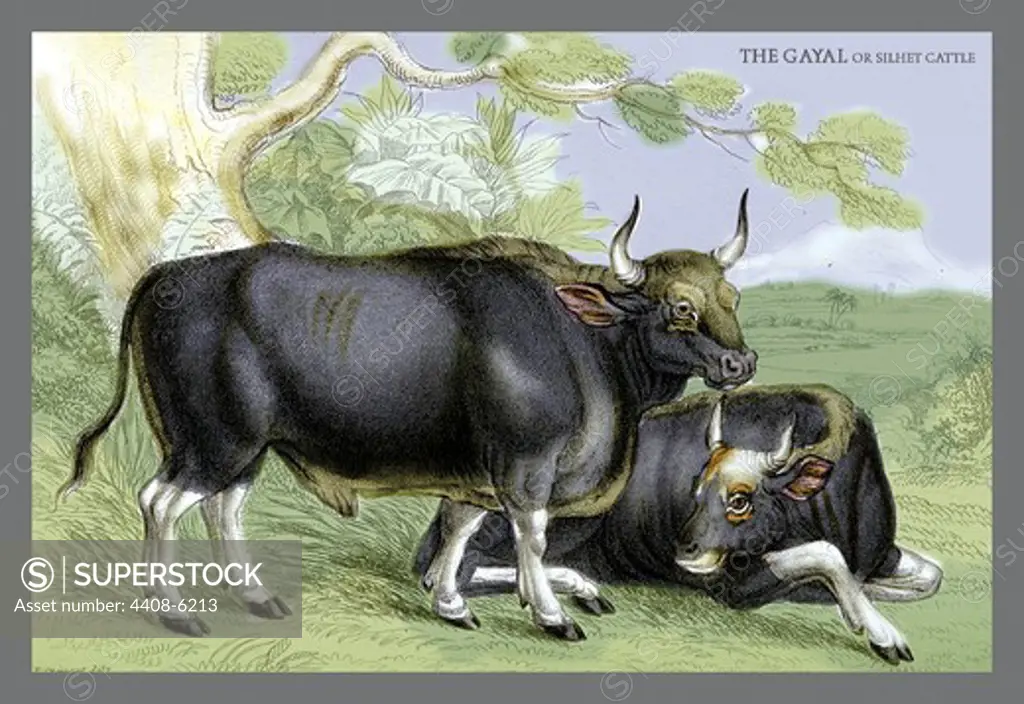 Gayal, or Silver Cattle, Horned Mammals