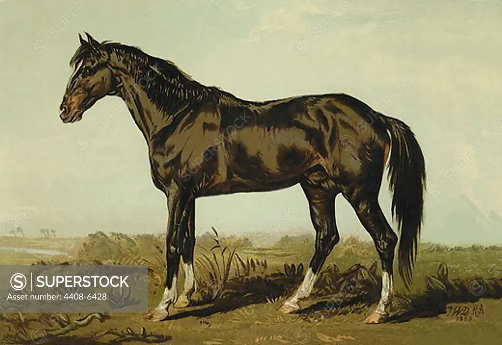 Dongola Horse, Horses - Riding & Racing