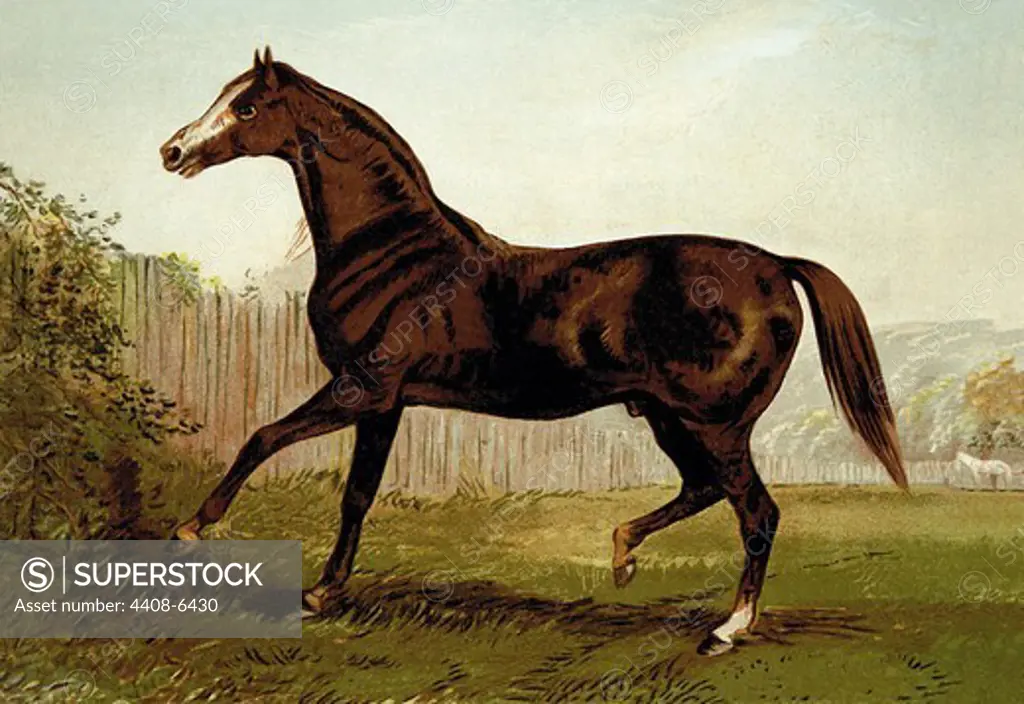 Blair Athol, Horses - Riding & Racing