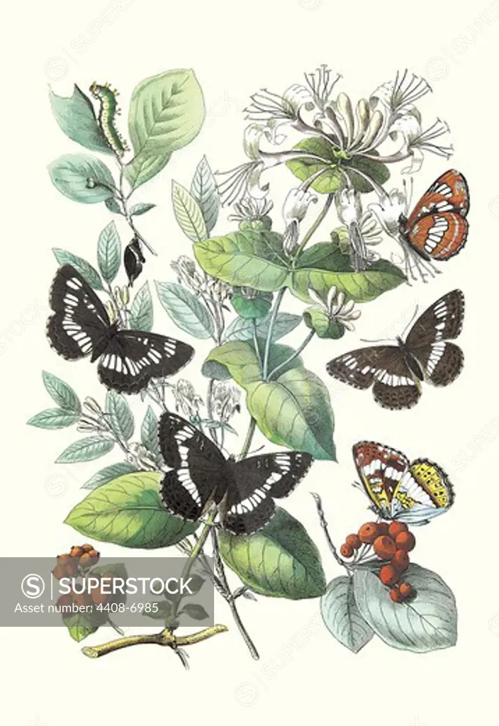 Butterflies: N. Lucilla, L. Sibylla, Insects - Butterflies & Moths