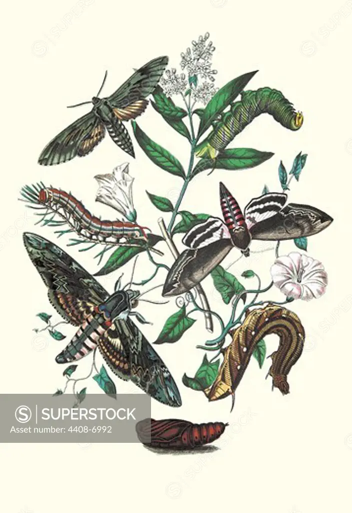 Moths: S. Pinastri, S. Convolvuli, S. Lingustri, Insects - Butterflies & Moths