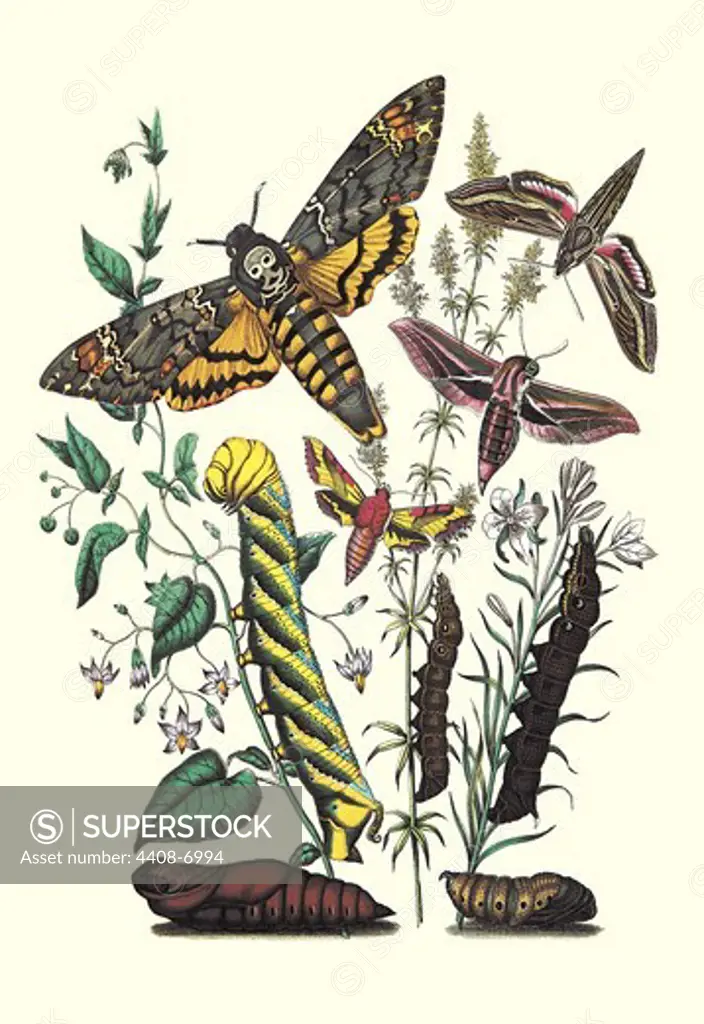 Moths: C. Colerio, C. Elpenor, C. Porcellus, Insects - Butterflies & Moths